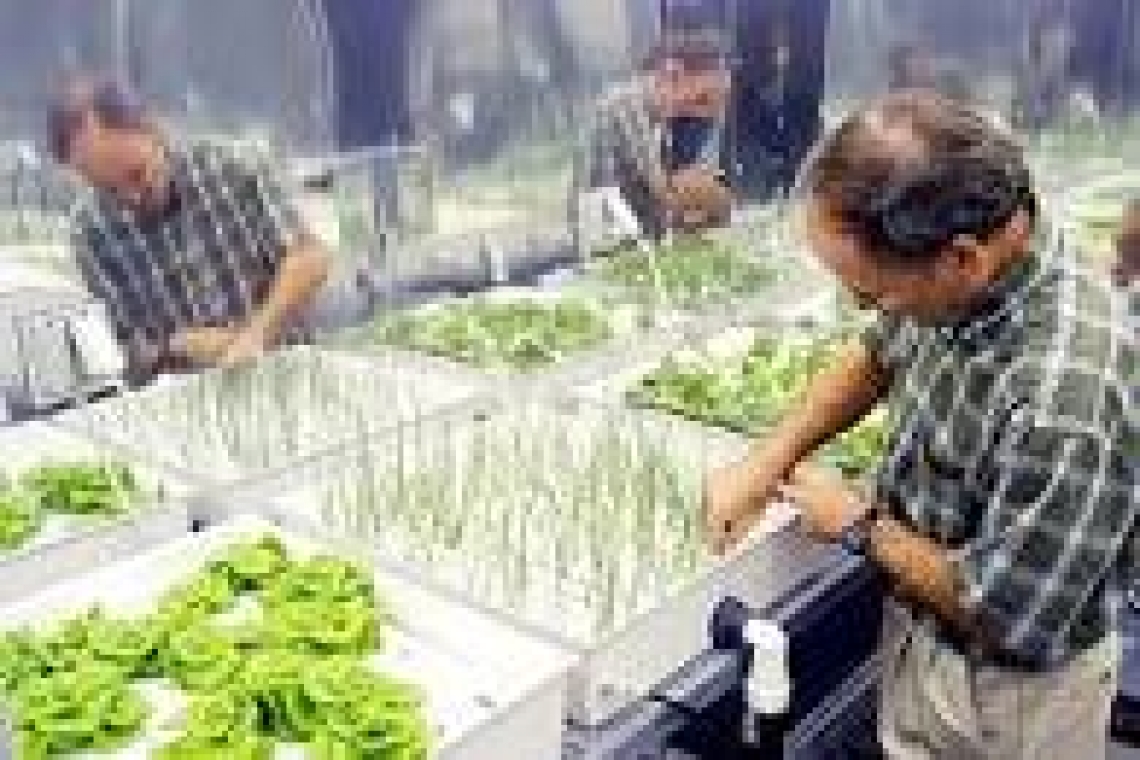 الزراعة على الماء ... وفرص عمل جديدة